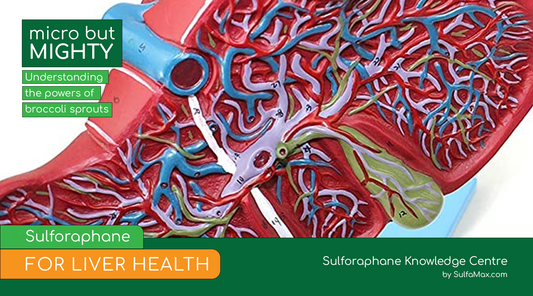 Sulforaphane for Liver Health