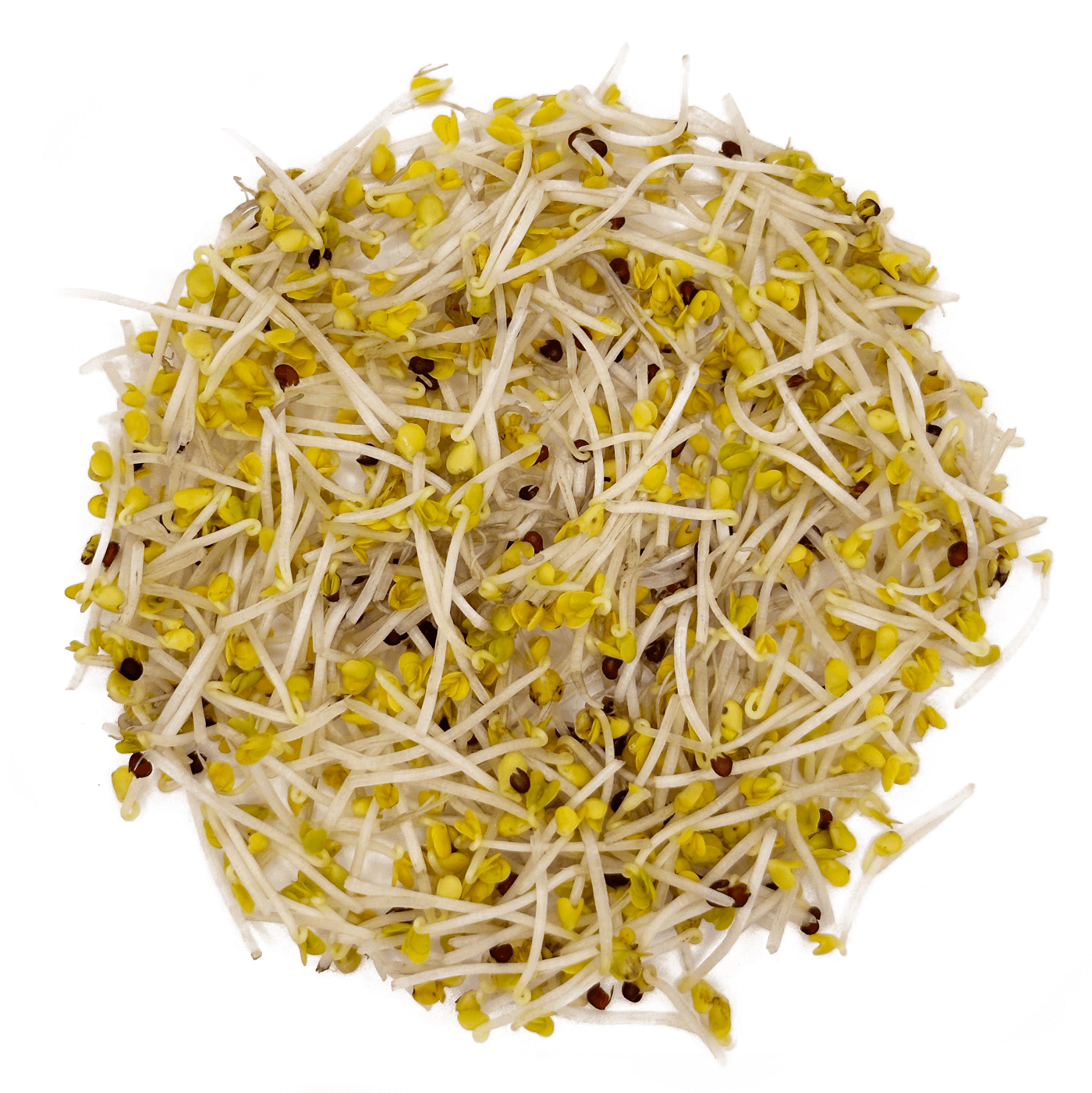 Best Sulforaphane Supplement made from 3 day old organic broccoli sprouts