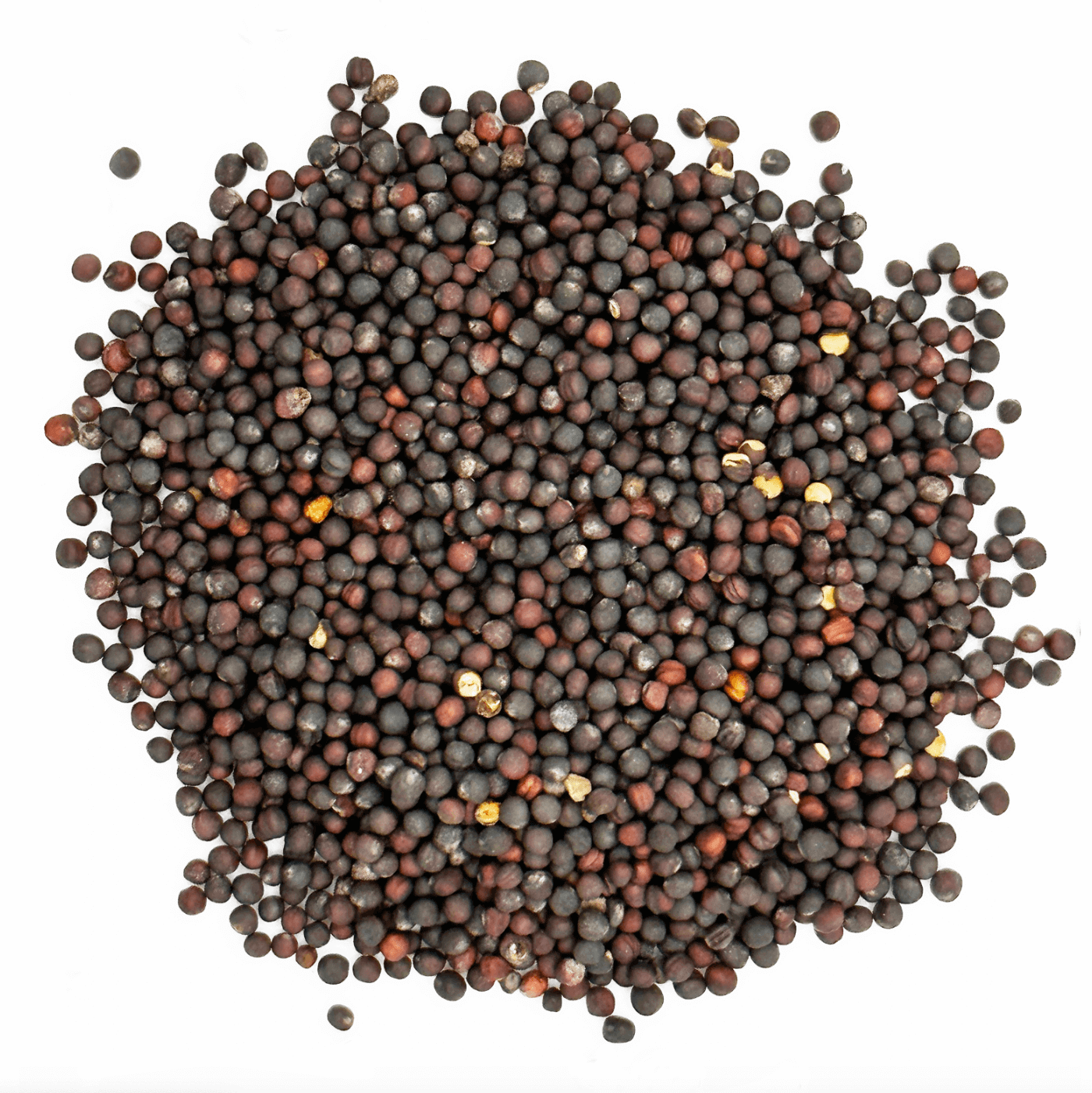 Best Sulforaphane Supplement Grown from Organic Calabrese Seeds