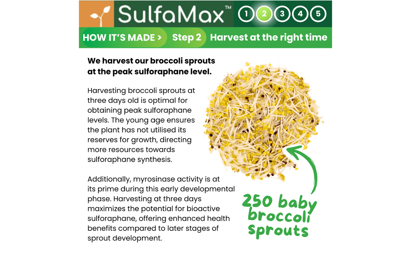 🌱 SulfaMax™  |  1 Month Supply of the best organic sulforaphane supplement
