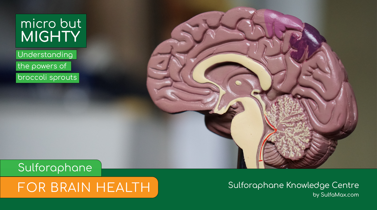 Sulforaphane for Brain Health – SulfaMax