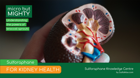 Sulforaphane for Kidney Health