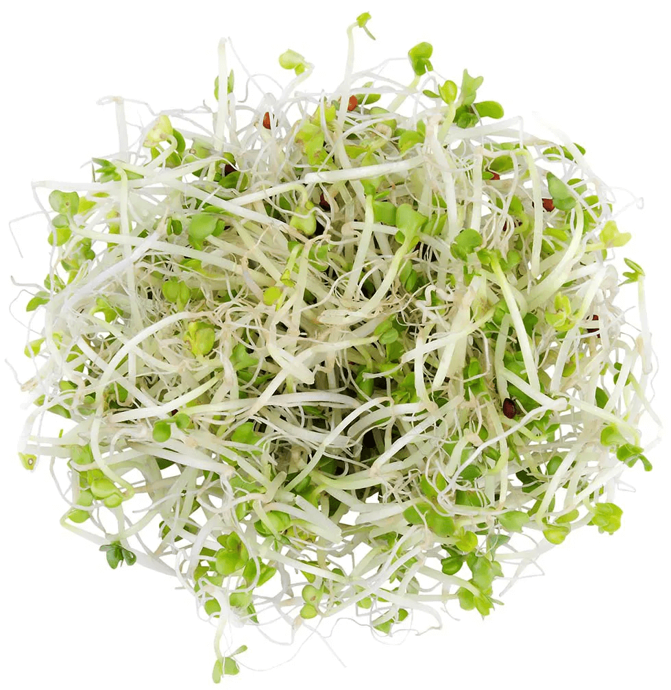 Sulforaphane Supplement from 250 Organic Broccoli Sprouts
