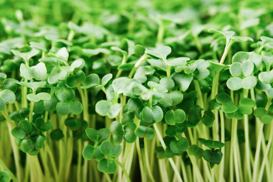 Sulforaphane Supplement - 100% Organic Broccoli Sprouts