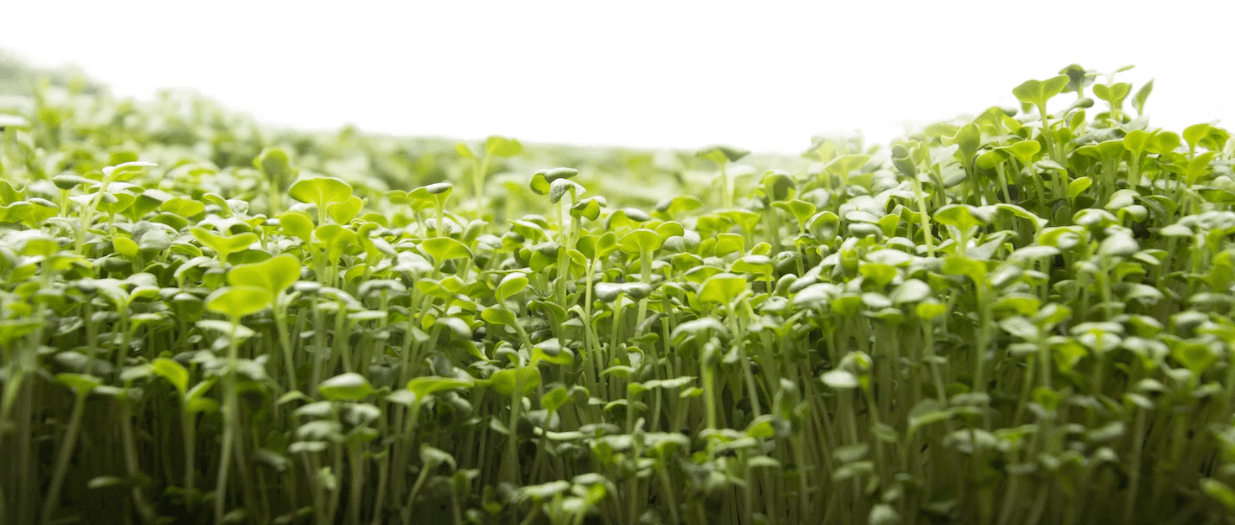 The Best Sulforaphane Supplement made from 100% organic broccoli sprouts